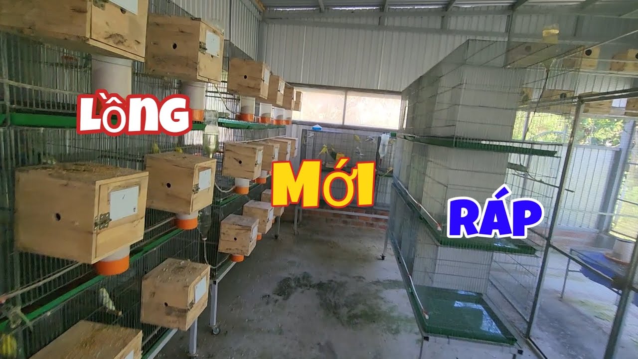 Đã Ráp Xong Bộ Lồng Mới Và Cật Nhật Bầy Yến Phụng Hà Lan || Long Yến Phụng .