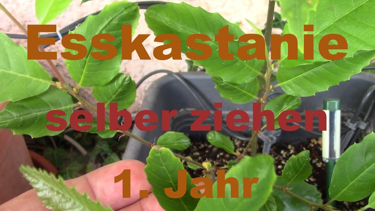 Esskastanien-Baum-selber ziehen