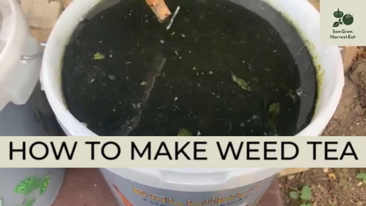 How To Make Weed Tea - Homemade Liquid Fertiliser
