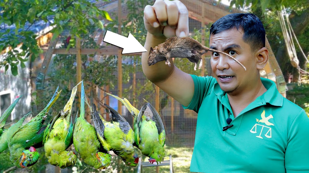 Why keeping birds in a Large Mesh screen is a BAD Idea│RATS ARE INVADING MY AVIARY