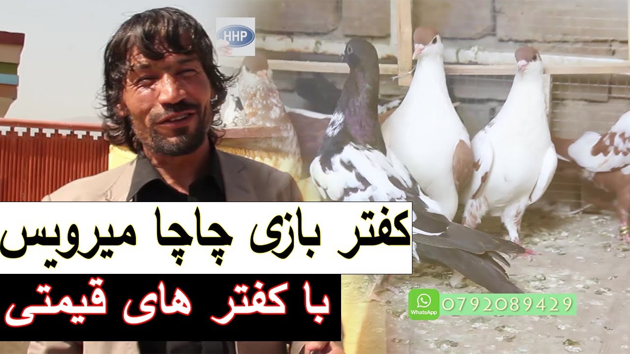 جالب ترین کفتر بازی چاچا میرویس چهاردهی و کفتر های قیمتی