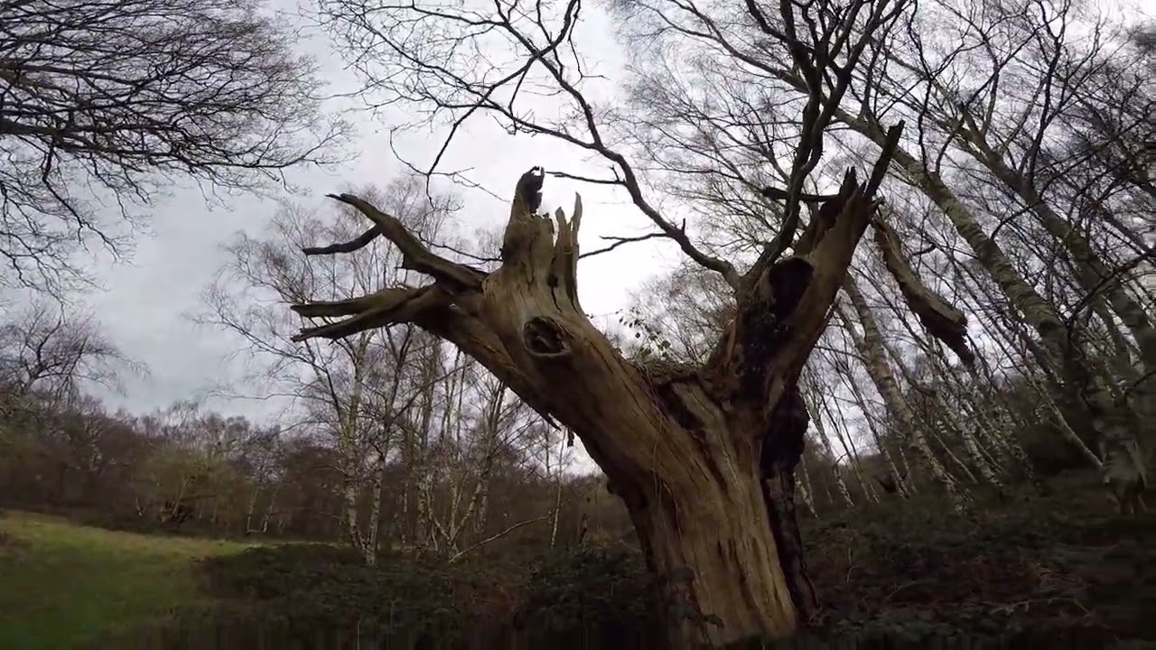 Ancient English Oak 'Traditional' Pollards: How And Why