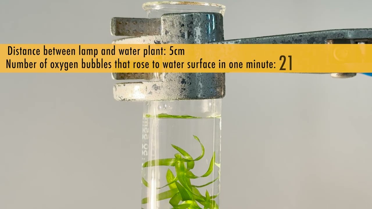 How Does The Amount Of Light Affect The Rate Of Photosynthesis