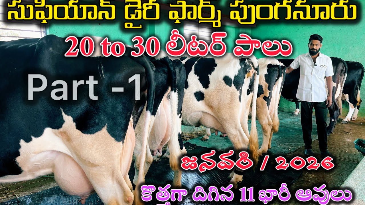 Cell ; 9515088957 ￼ cow, and bull market Sufyan Dairy Farm ￼#cow 
