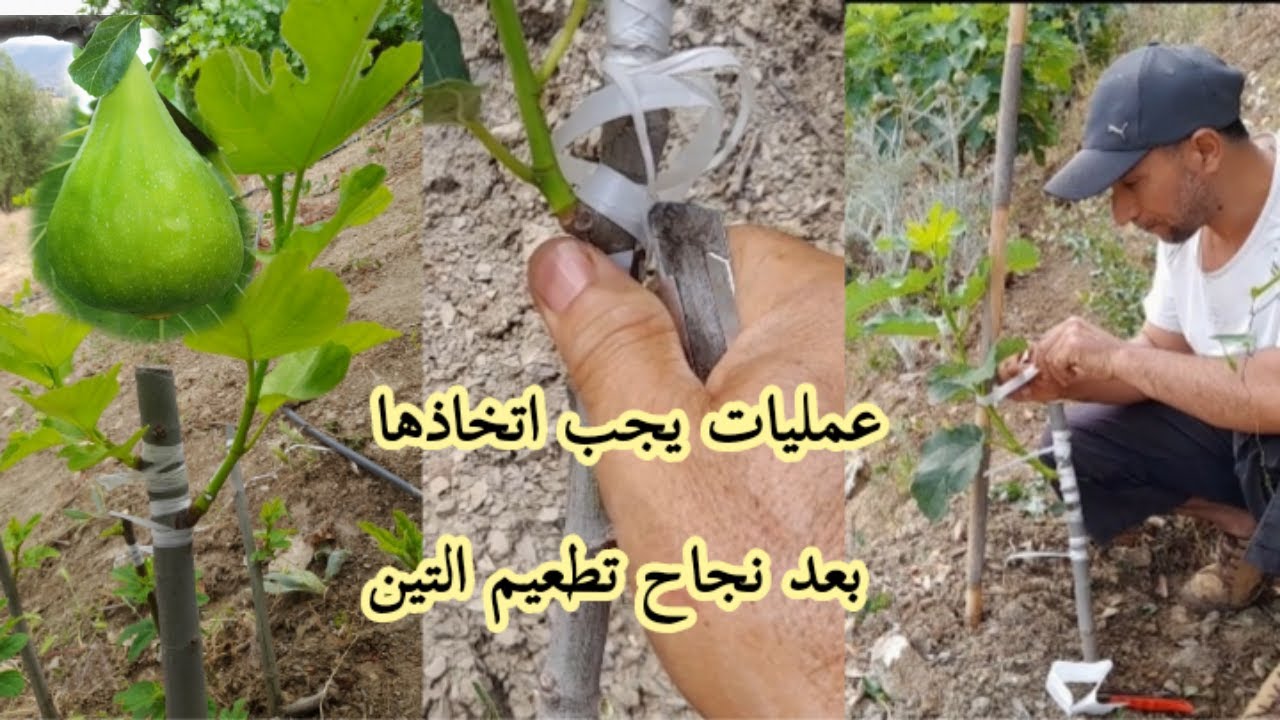 اهم العمليات التي يجب اتخاذها بعد تطعيم التين ،نزع النموات،فك الربط ،وضع سند للطعم لعدم تكسره