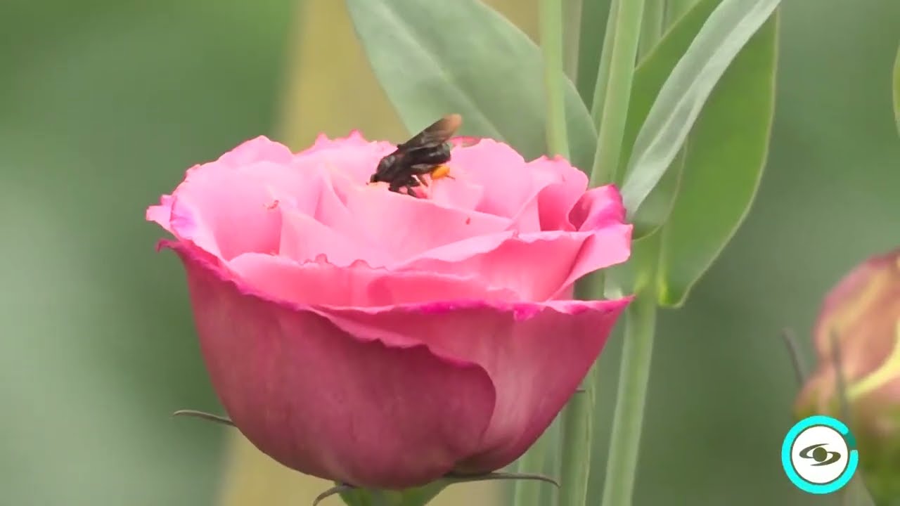 Cultivo de lisianthus - La Finca de Hoy