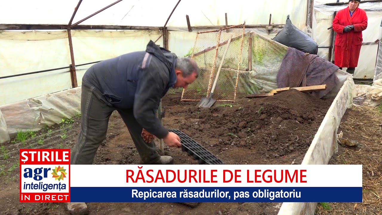 Cum se obține mranița pentru răsadurile de legume