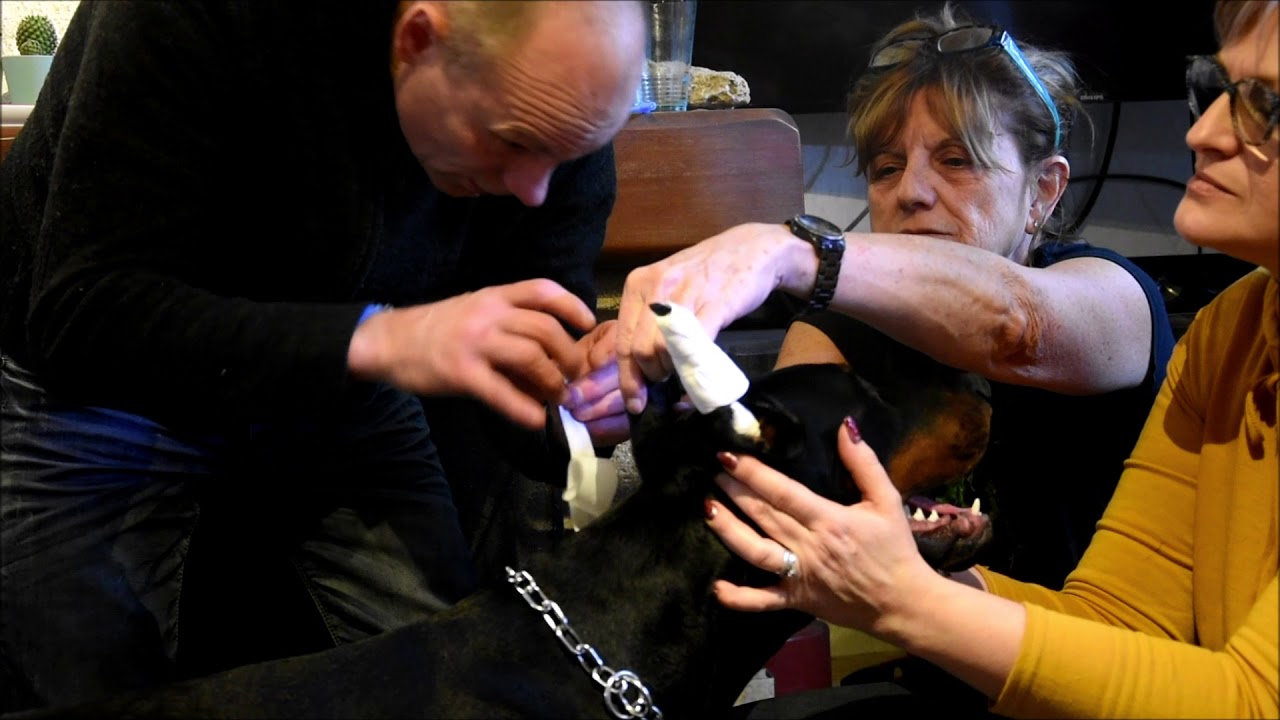 Dobermann OC/QC une passion - Comment faire tenir les oreilles de mon chien - Tuteurs, bandages
