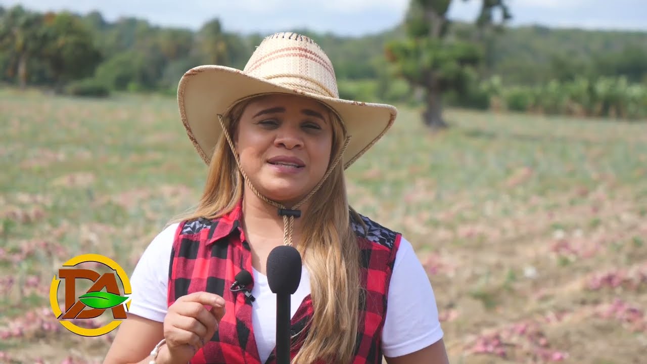 Cómo se produce la cebolla en República Dominicana