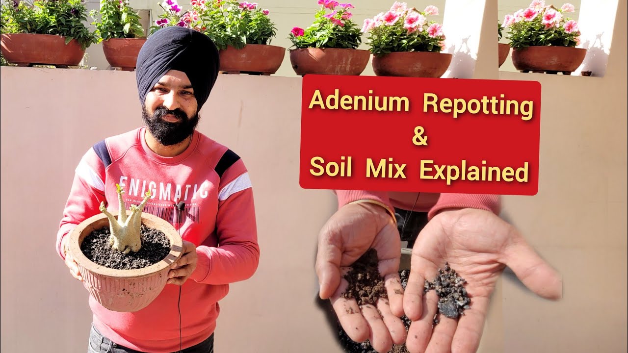 Adenium soil mix explained, Adenium repotting n bonsai soil, February gardening works, Adenium care