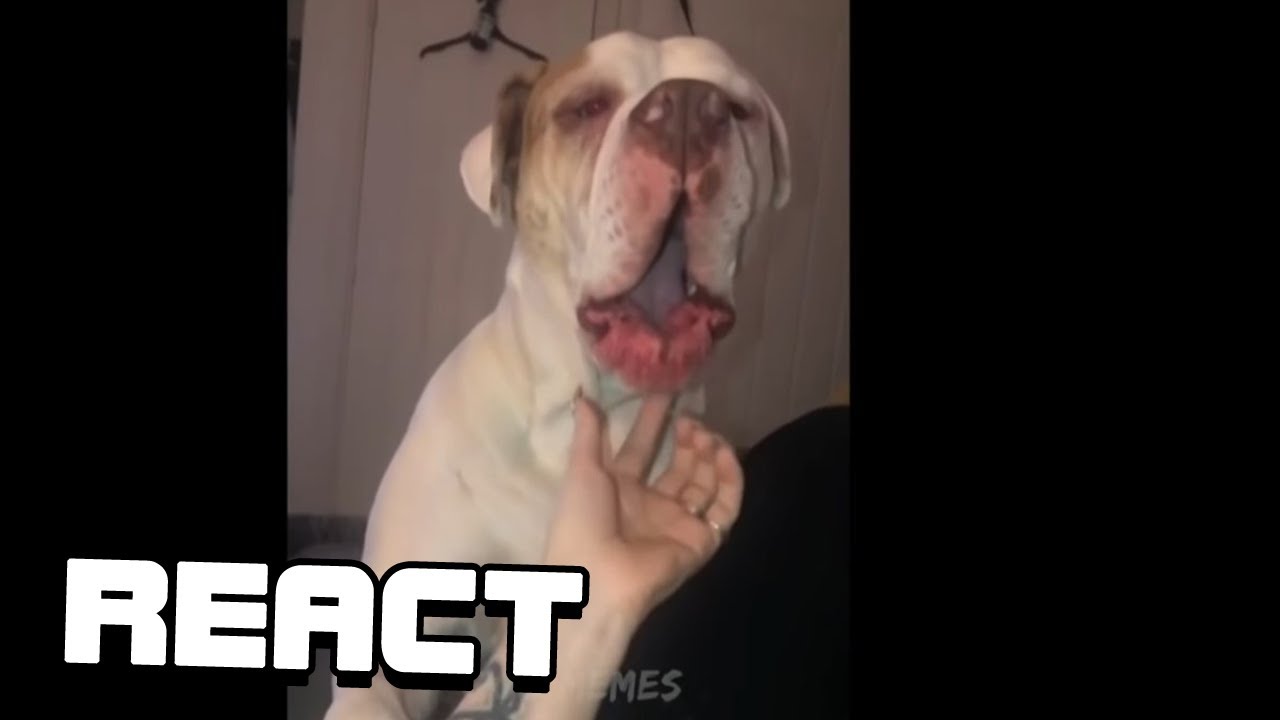 React: 98 % VERLIEREN Versuche nicht zu lachen Herausforderung | Beste Meme-Zusammenstellung 2022