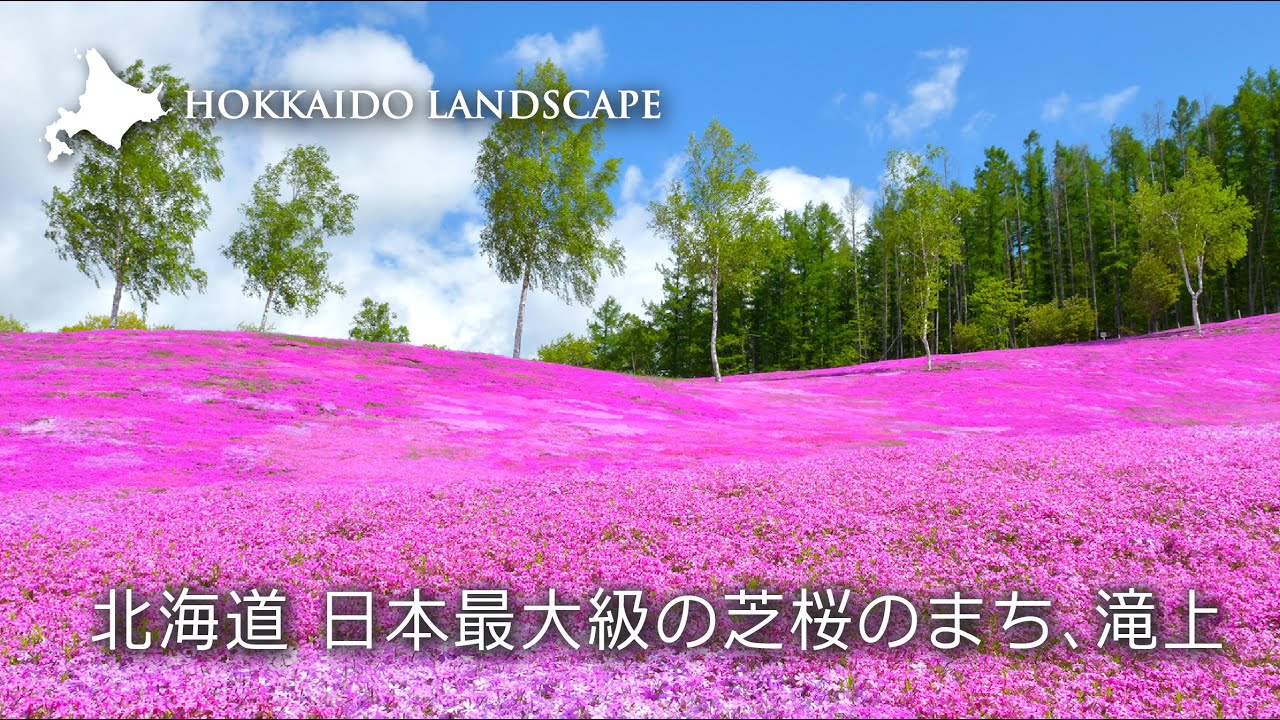 【一生に一度は見たい北海道の絶景】ドローン空撮 北海道 日本最大級の芝桜のまち、滝上／Hokkaido Takinoue have a   widest moss phlox of Japan