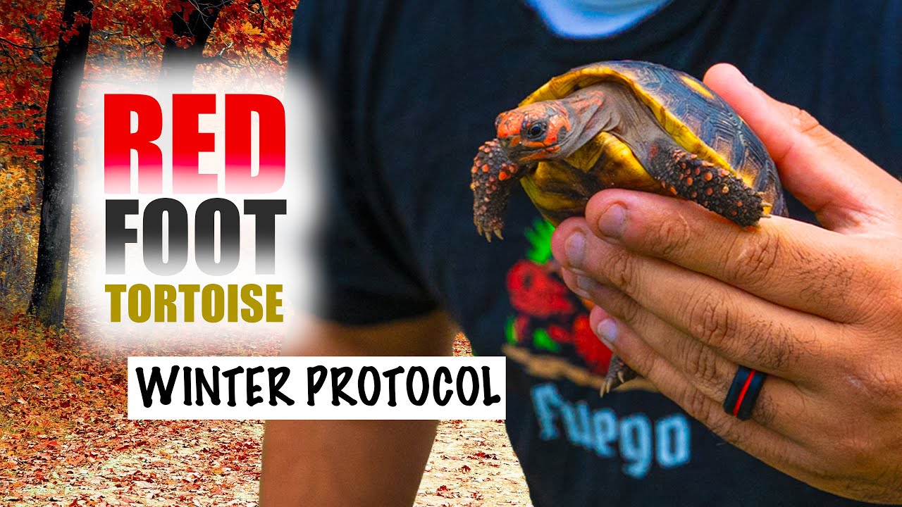 SAVING my Red Foot Tortoises from the New Jersey COLD!