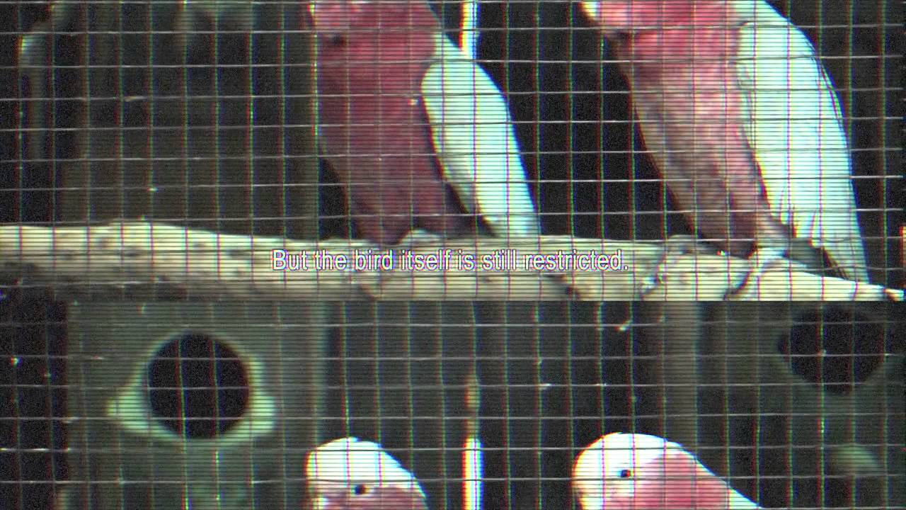 Nick D-Lite - Why the caged bird sings (Official Video)