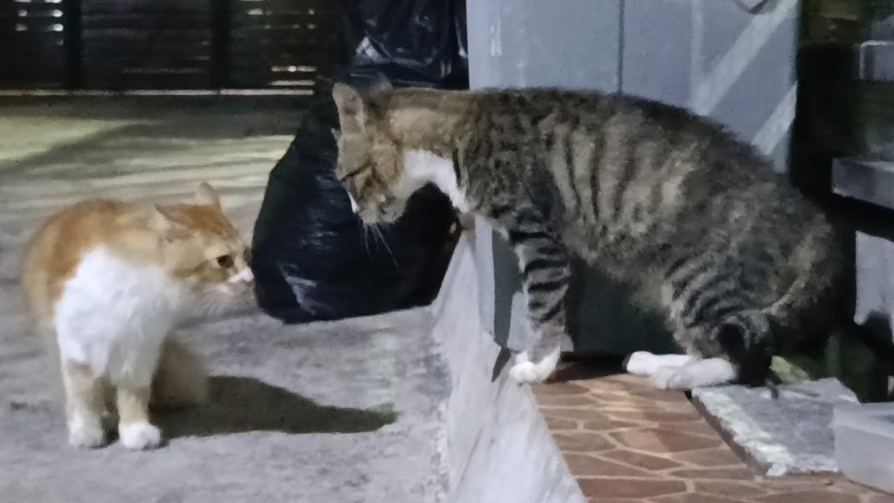 Lebih Nyaring Suara Kucing Oyen atau Kucing Mujaer❓