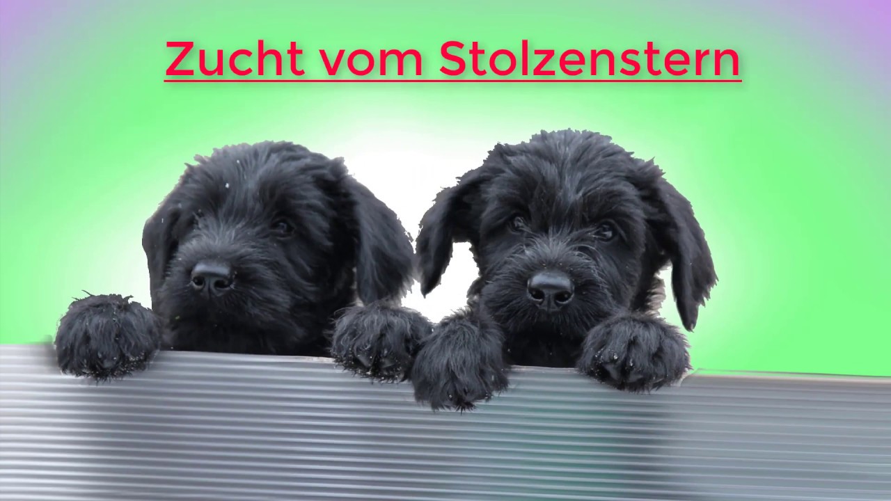 Vorstellung Kennel -Riesenschnauzer vom Stolzenstern-