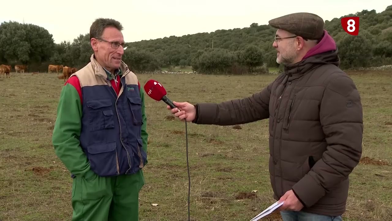EL LOBO VUELVE A ATACAR EN SALAMANCA - Campo Salmantino, 9 de febrero de 2026