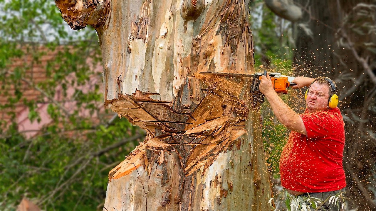 Idiots With Chainsaws: Tree Cutting Fails | Extreme Dangerous Logging Truck Fails #9