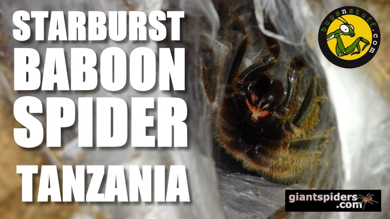 STARBURST BABOON SPIDER Tanzania