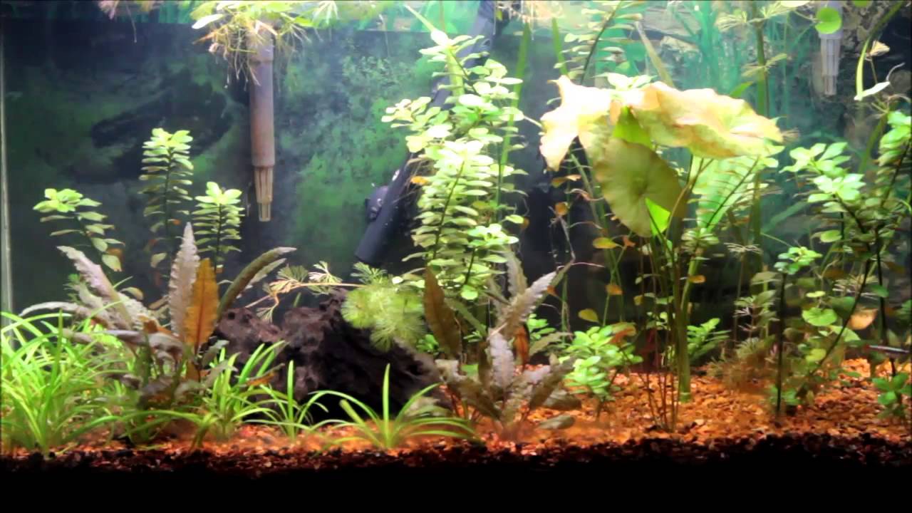 Are my vals suffering from a nutrient deficiency?