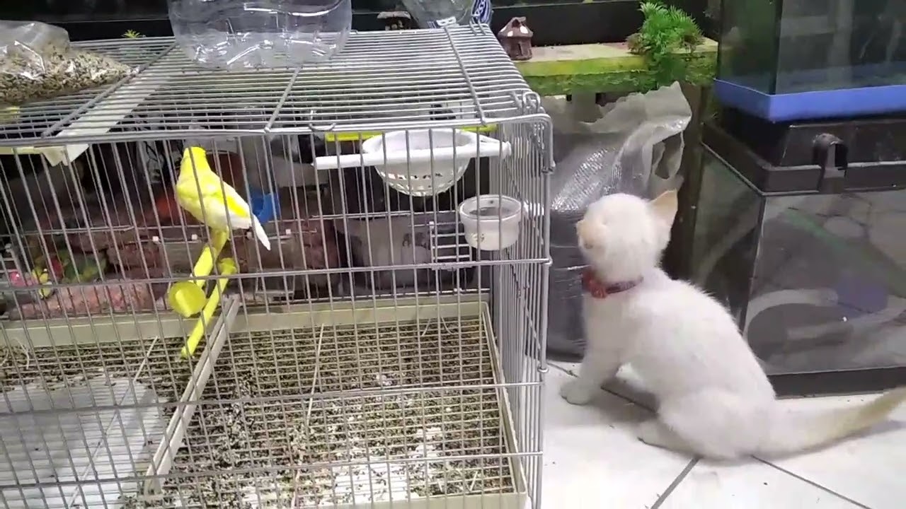 Yavru kedinin oyunu  kitten's game