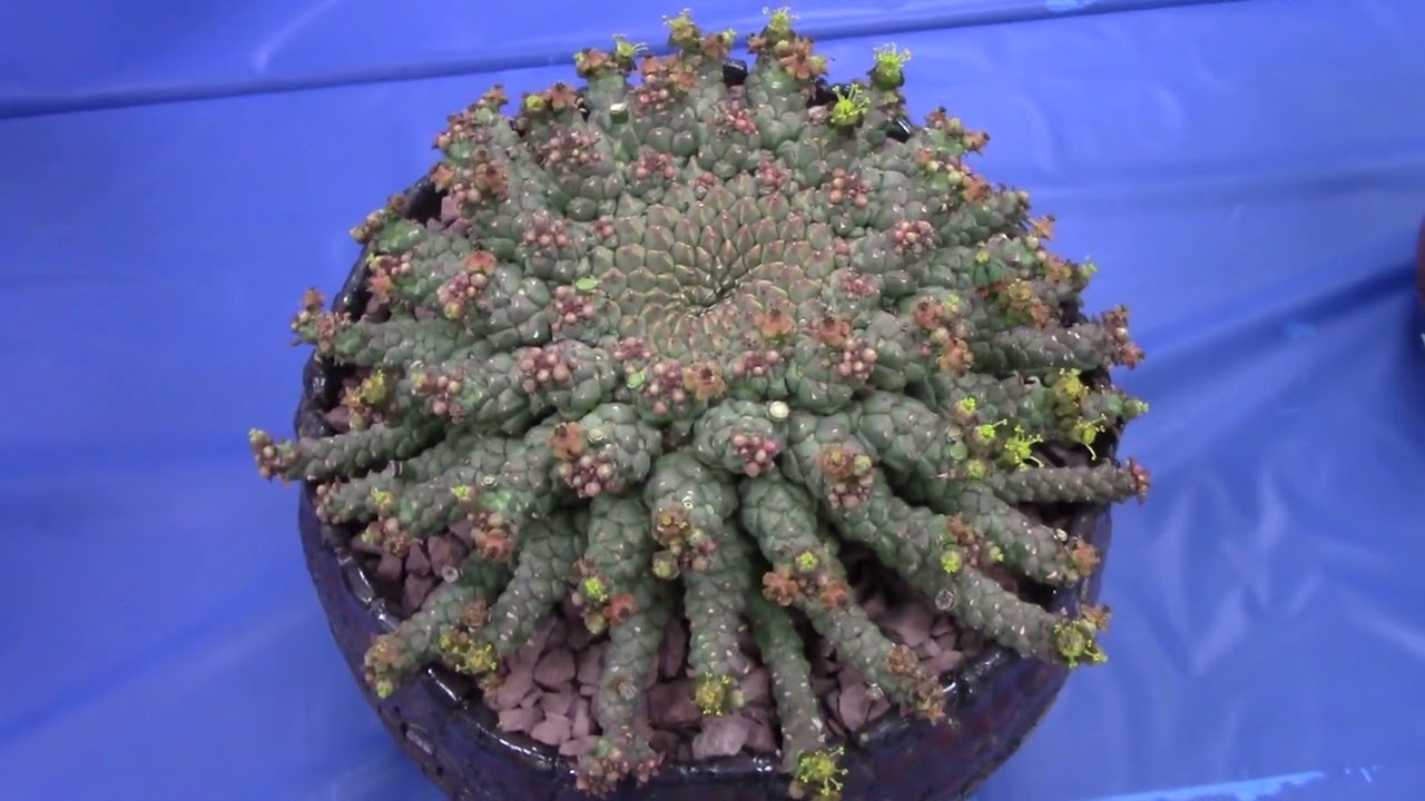 San Diego Cactus & Succulent Society Summer Show 2024 Pt. 5/6