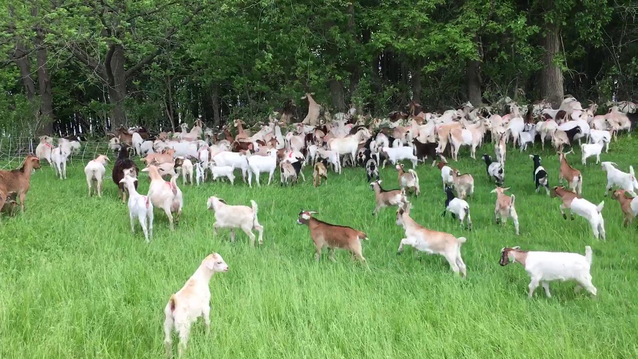 Our Big Goat Herd Going to Work