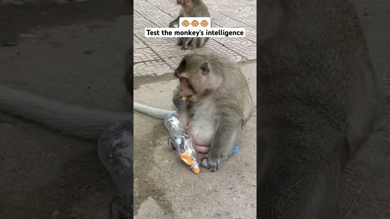 Test the monkey's intelligence | #test #monkeys #intelligent #shorts