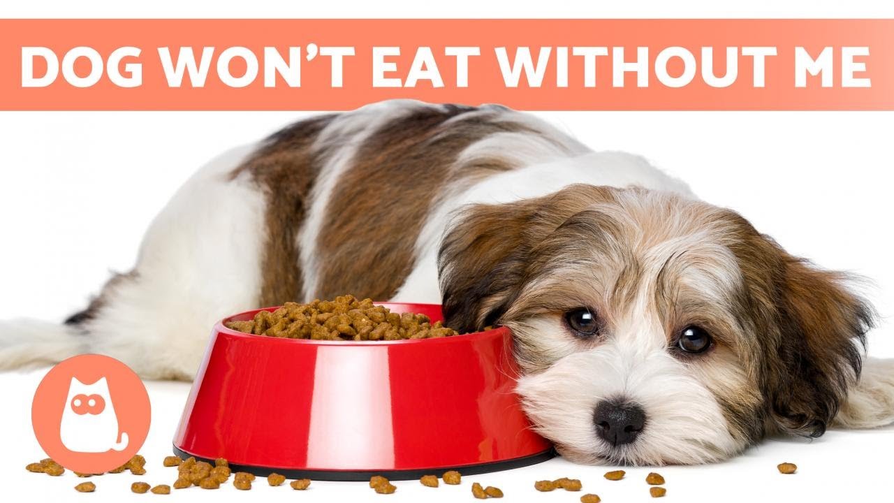 My DOG WON'T EAT Unless I AM THERE 🐶🧍🏻‍♂️ (4 Causes and Solutions)