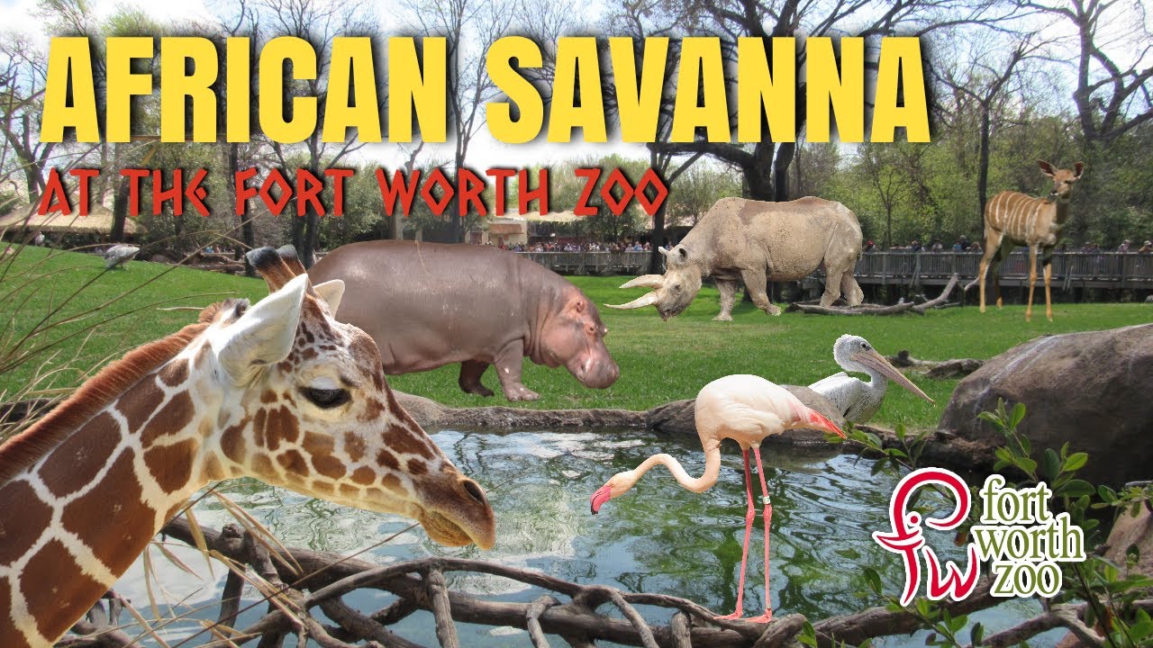 African Savanna (2018) at the Fort Worth Zoo | Exhibit Tours Ep. 47