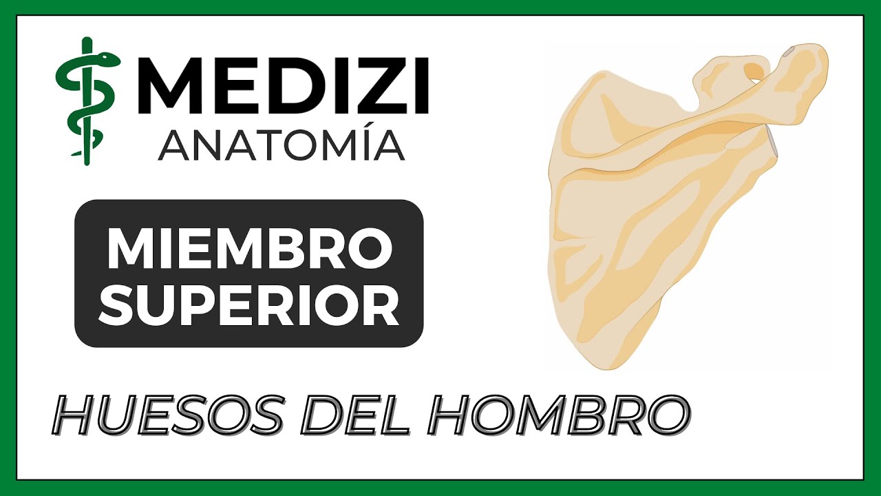 Anatom&iacute;a de Miembro Superior (MMSS) - Superficie y Huesos del Hombro