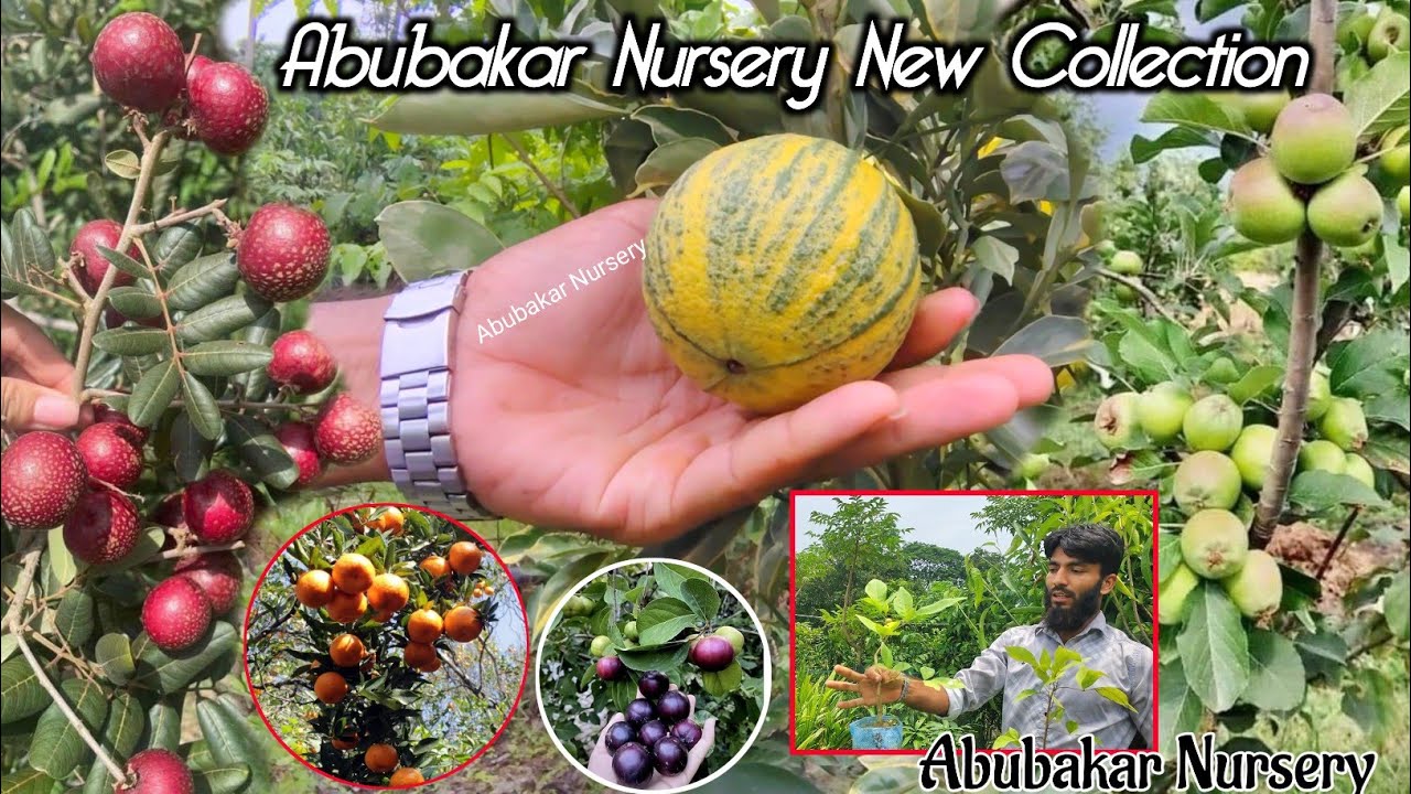 Abubakr Nursery new Collection | Exotic Fruit Plant | Hybrid Fruit Plant
