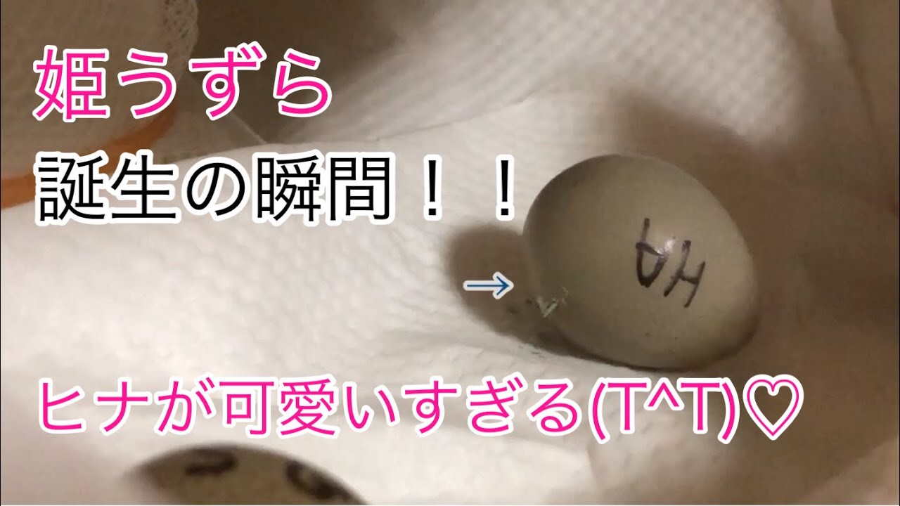 姫うずら・ついに誕生！！ヒナが可愛すぎる(T^T)【孵卵器でヒナの孵化に挑戦！】