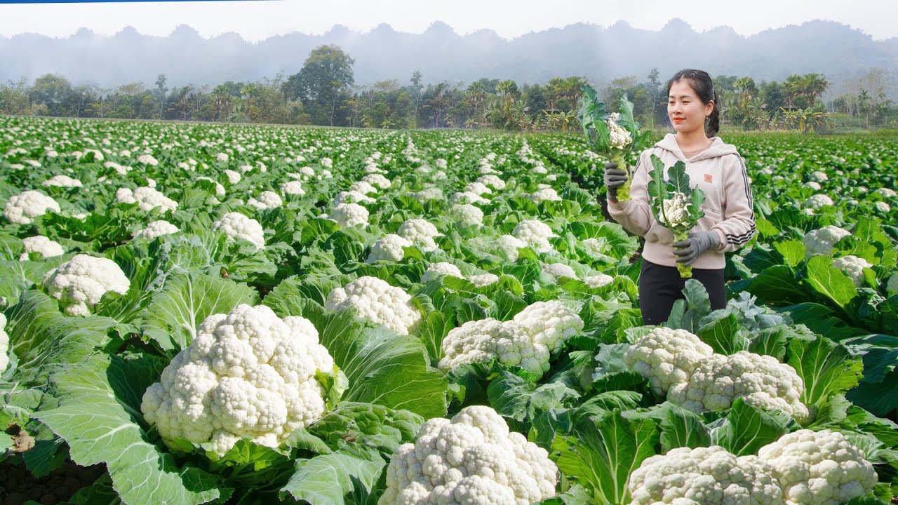 TIMELAPSE - 30 Days Harvest Cauliflower, Wild Tuber, Chicken Eggs Goes To Countryside Market Sell