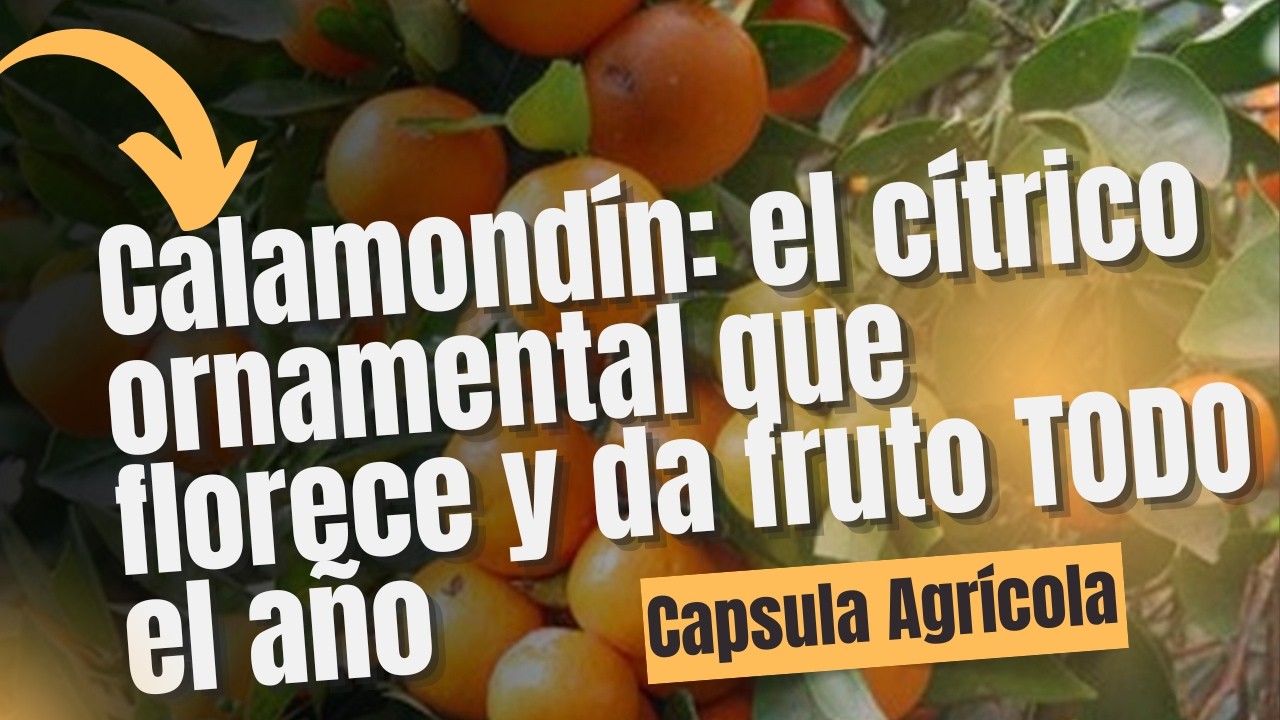 Calamondín: el cítrico ornamental que florece y da fruto TODO el año