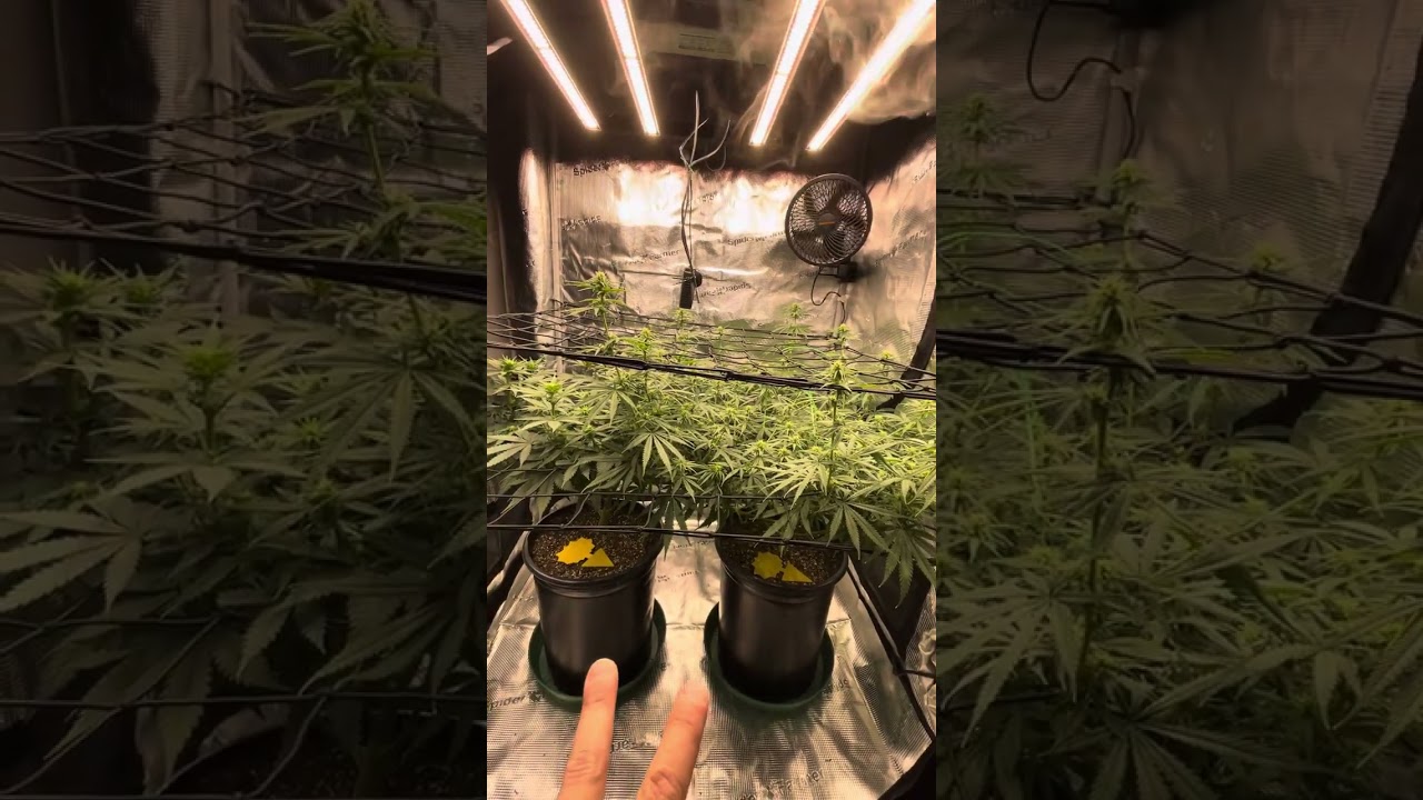 Update on the 🍓&🧀 in coco loco potting mix!