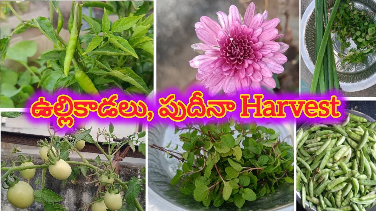 మా Terrace Gardenలో Harvest 🥬🏡