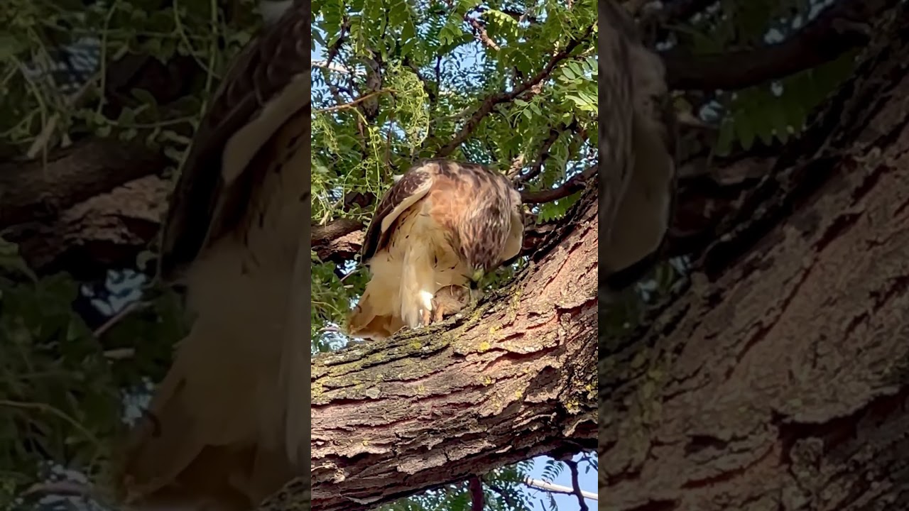 Hawk with prey dt. Mpls 