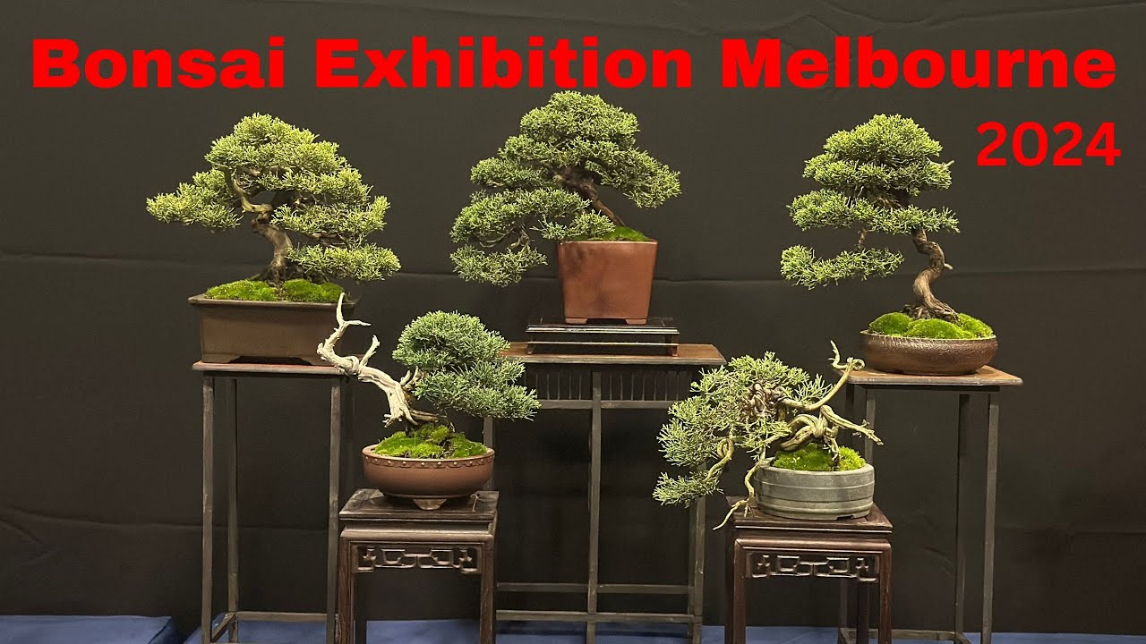 Bonsai Show Exhibition Melbourne April 2024 - one of the best Bonsai shows in Australia