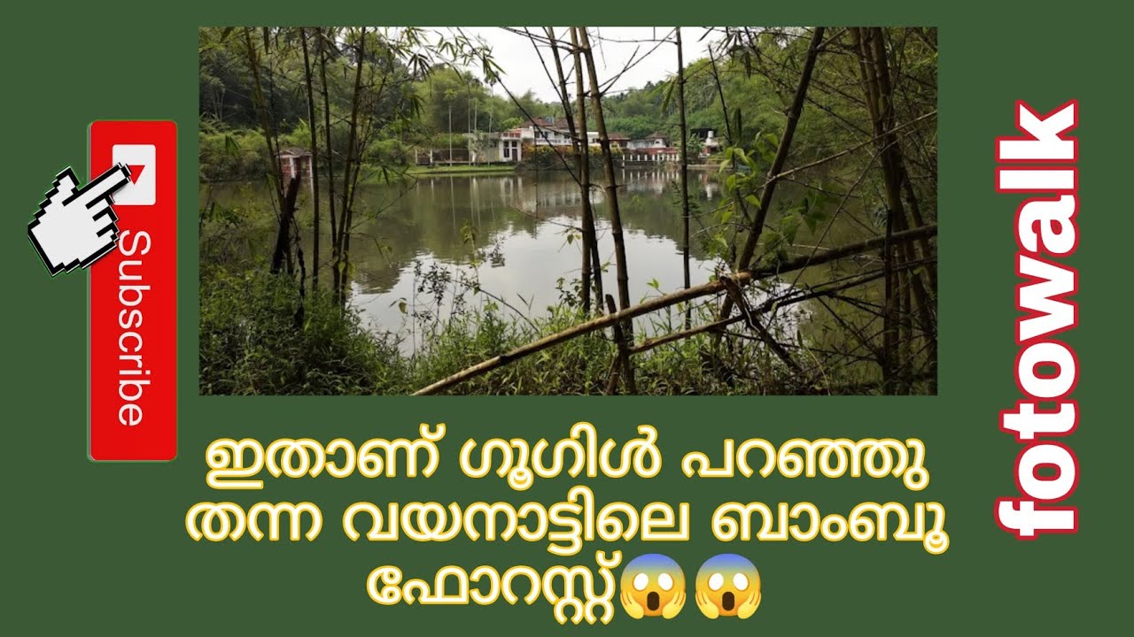 വയനാട്ടിലെ ബാംബു ഫോറസ്റ്റ് || Bamboo forest @wayanadu #fotowalk