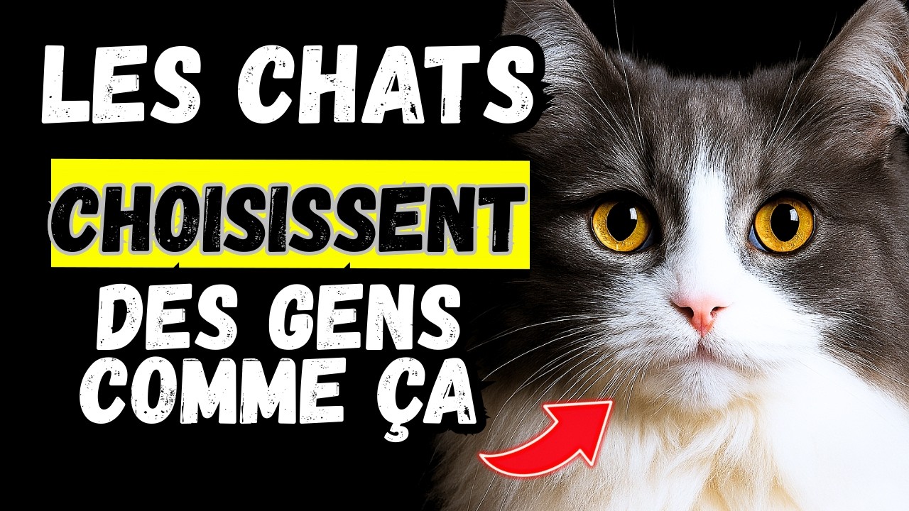 Pourquoi les chats choisissent ils leurs humains pr&eacute;f&eacute;r&eacute;s&nbsp;? 10 choses que les chats ADORENT