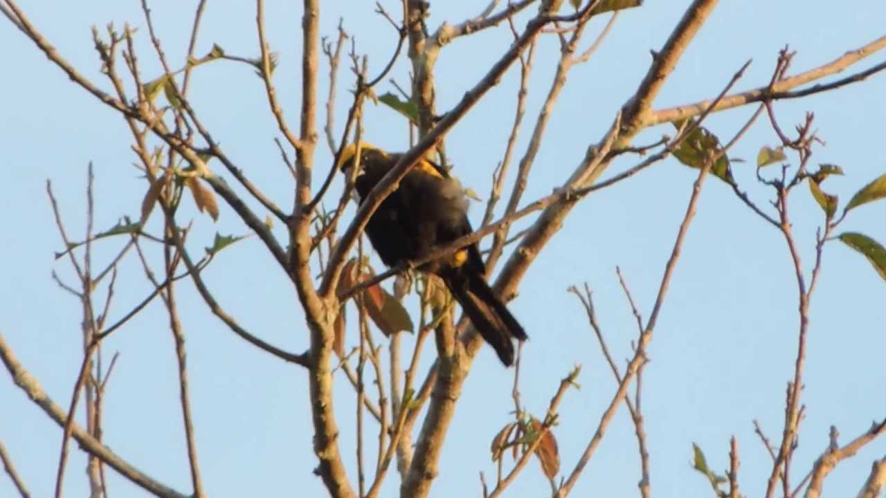 Epaulet Oriole - Icterus cayanensis - Moriche Oriole - Aves del Vichada