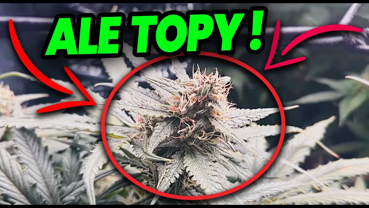 [VLOG #79] Auto Marihuana zaskoczyła nas swoją WIELKOŚCIĄ ! Pokazują się już pierwsze topy!  Weed