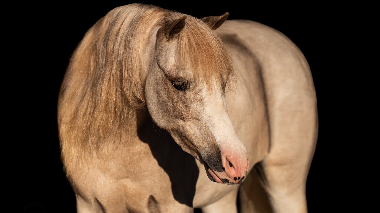 Lightning McQueen excellent red roan pony selling at the @cowgirlcadillacshorsesale 