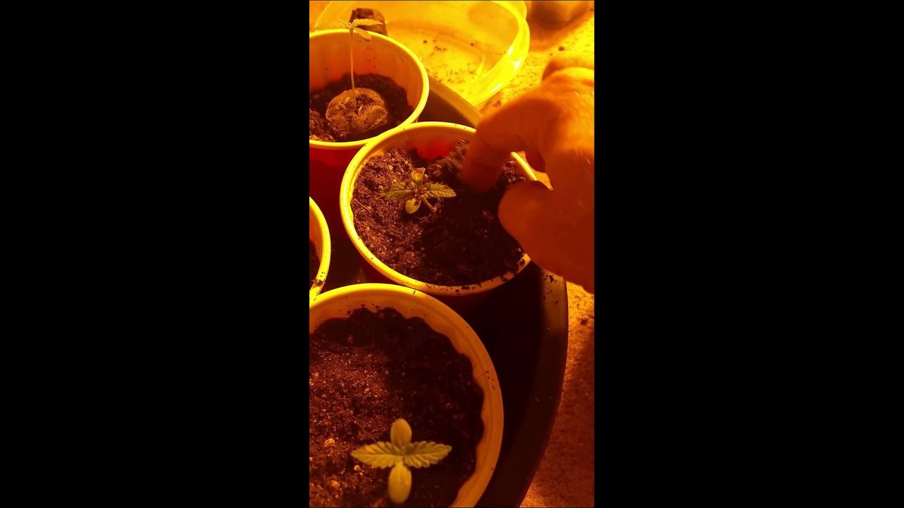 2nd video of us transplanting our Blue Dream and Purple God Bud seedlings