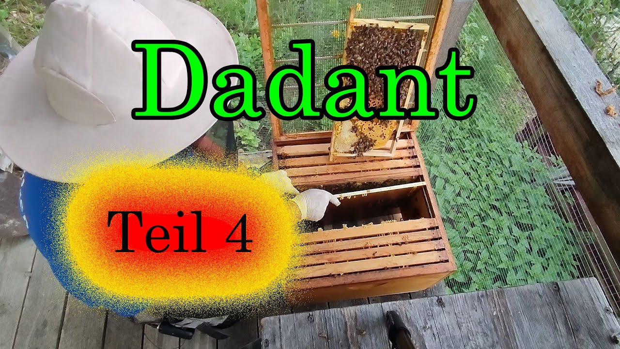 Imkern auf Dadant Teil 4