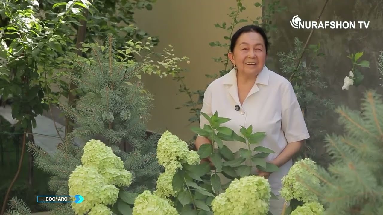 Parvarishi oson, ko‘rinishi nafis. Мелколистная гортензия
