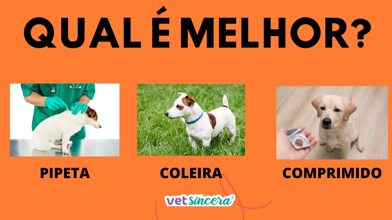 O QUE É MELHOR PARA CONTROLAR PULGA E CARRAPATO DO MEU CACHORRO? PIPETA, COLEIRA OU COMPRIMIDO?