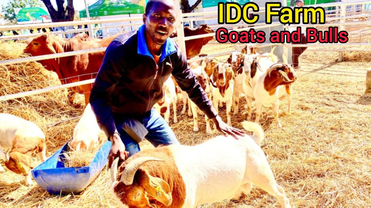 The cost of boer goats and Boran bulls at IDC Farm Zambia 