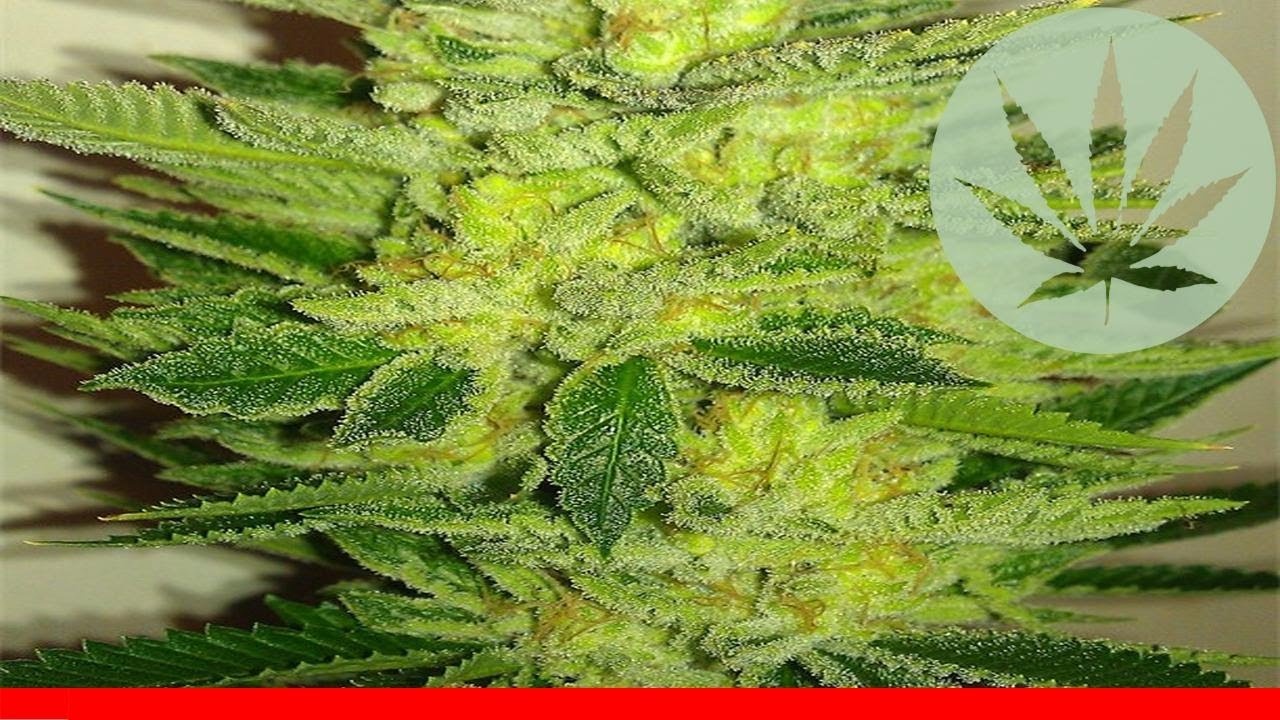 Woody Og - All About This Strain